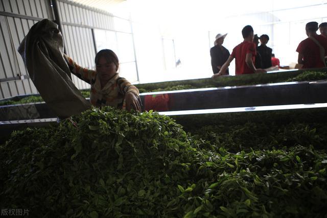 必博体育玉苍之南：普洱茶多少钱一斤才是真的呢？是什么因素导致的？(图3)